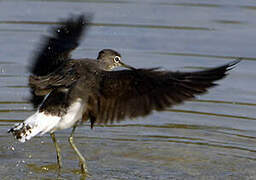 Green Sandpiper