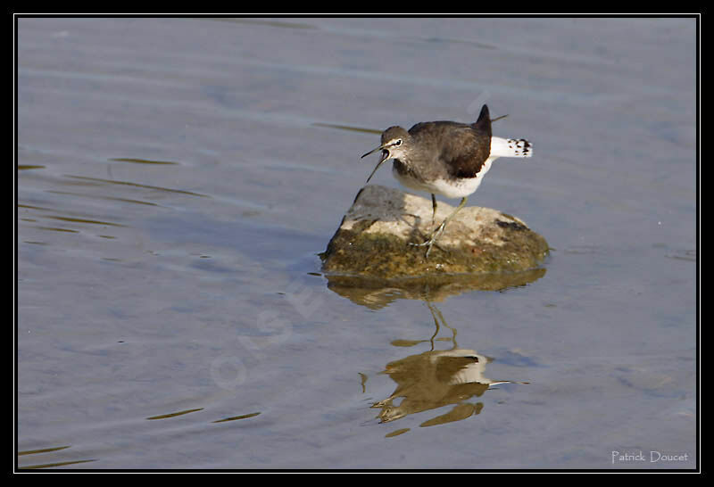 Green Sandpiper