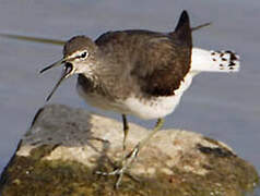 Green Sandpiper