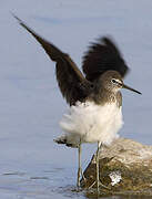 Green Sandpiper