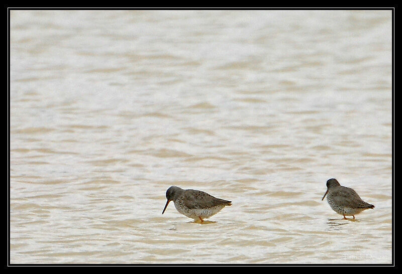 Common Redshank