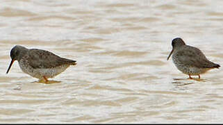 Common Redshank