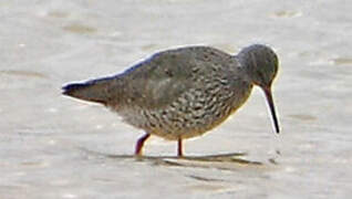 Common Redshank