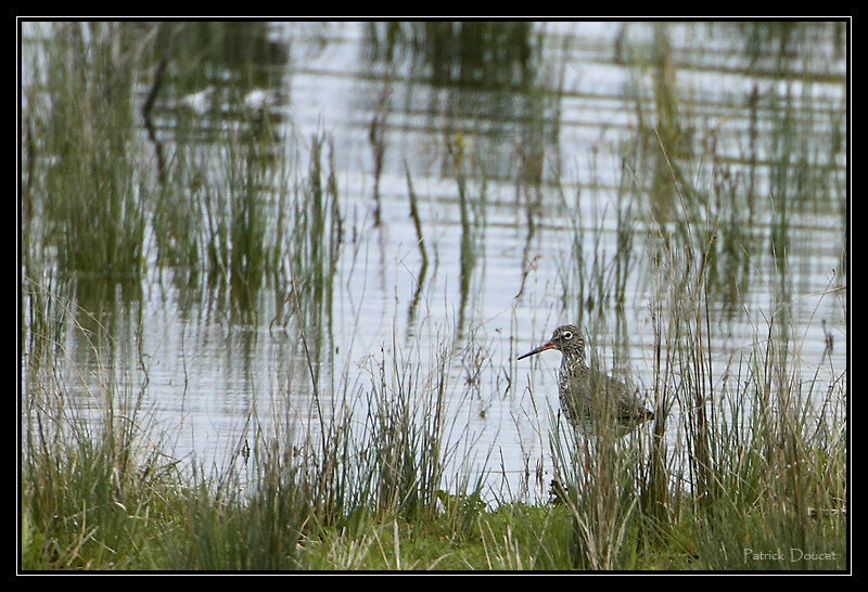 Common Redshank