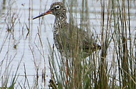 Common Redshank