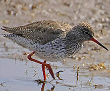 Common Redshank