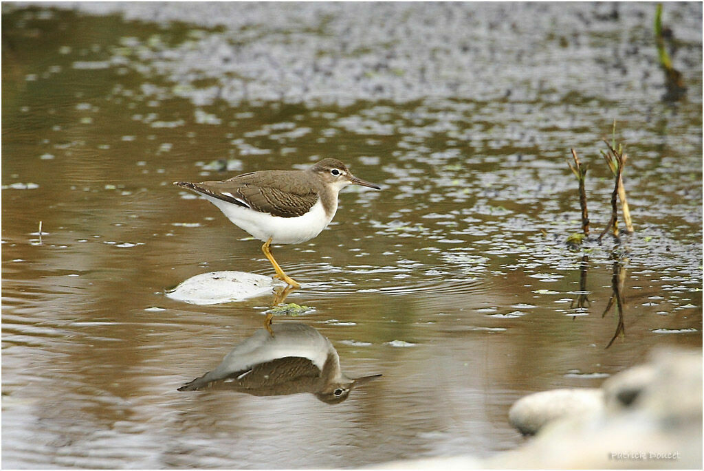 Spotted Sandpiper