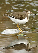 Spotted Sandpiper