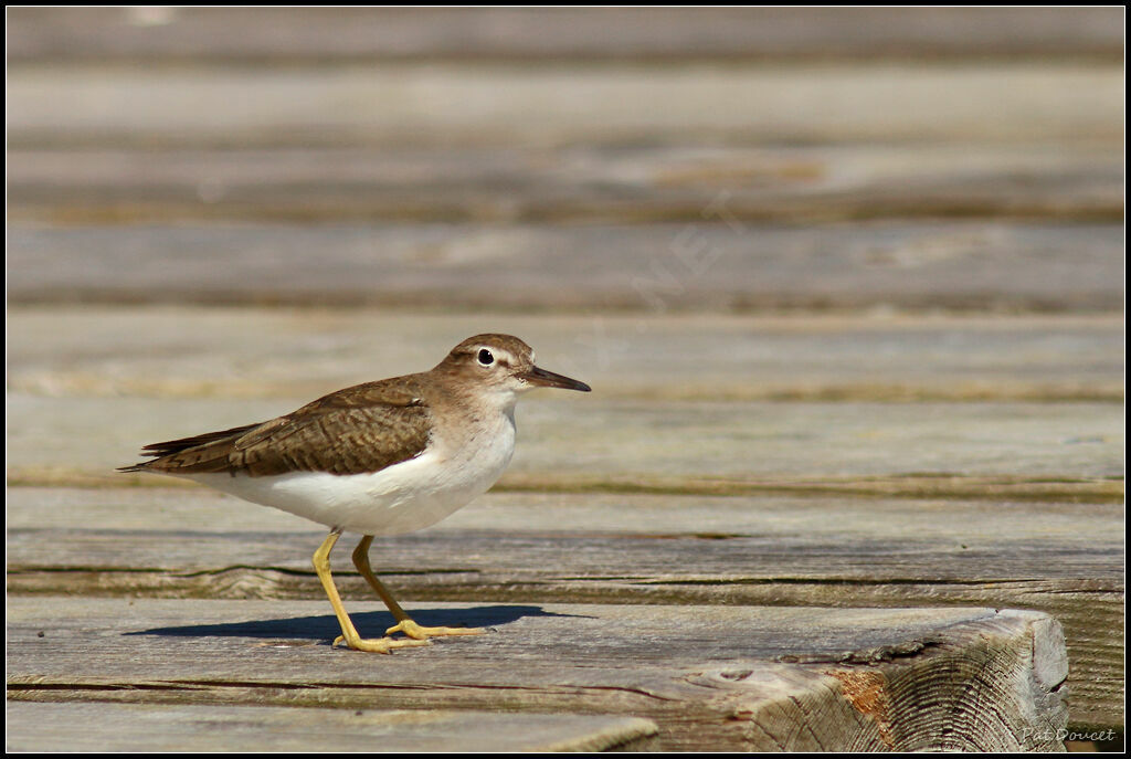 Spotted Sandpiper