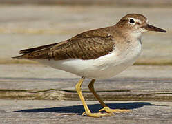 Spotted Sandpiper