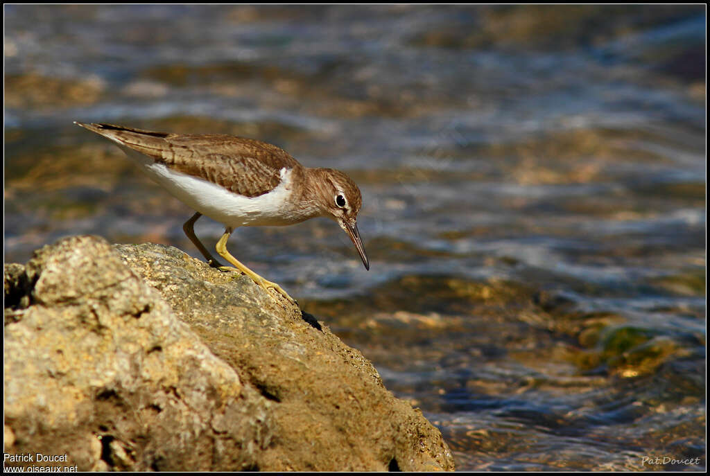 Chevalier griveléadulte internuptial, pêche/chasse