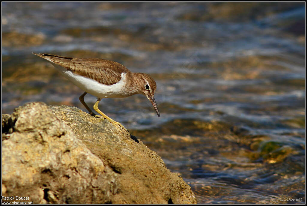 Spotted Sandpiperadult post breeding, fishing/hunting