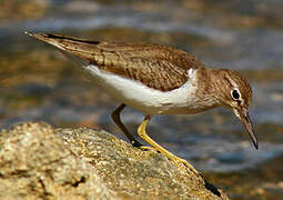 Spotted Sandpiper