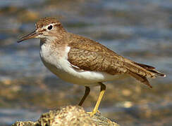 Spotted Sandpiper