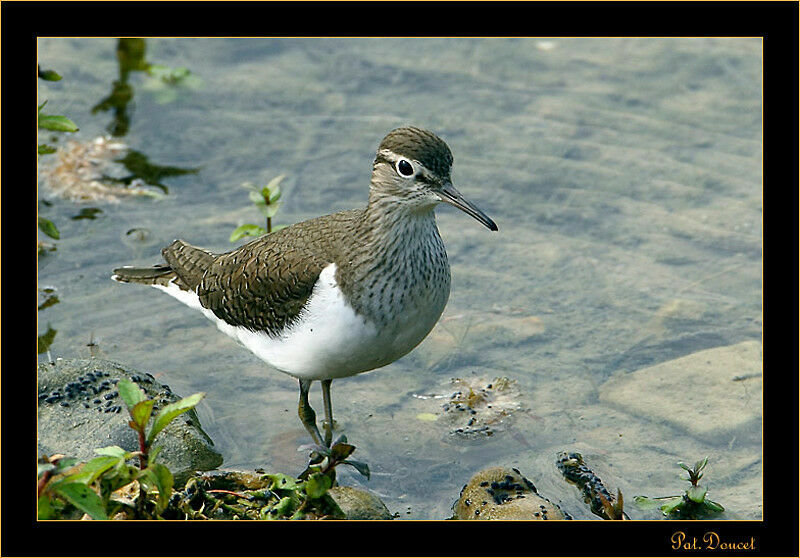 Common Sandpiper