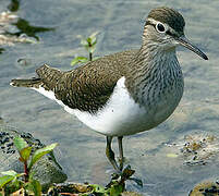 Common Sandpiper