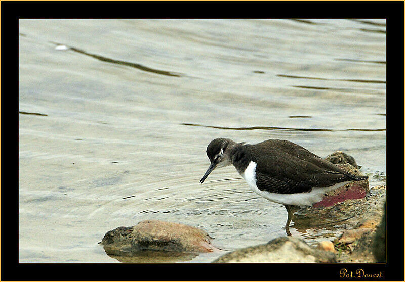 Common Sandpiper