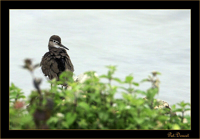 Common Sandpiper