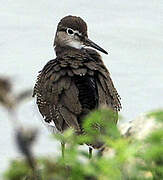 Common Sandpiper