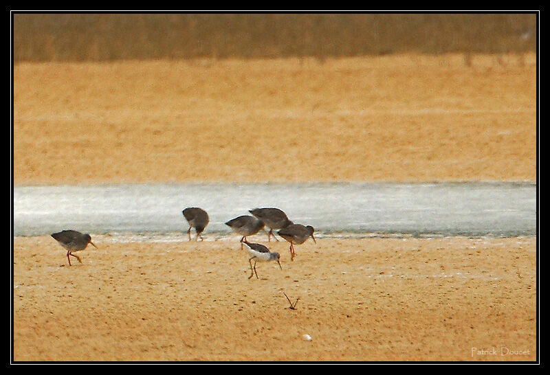 Marsh Sandpiper