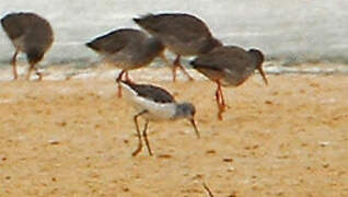 Marsh Sandpiper