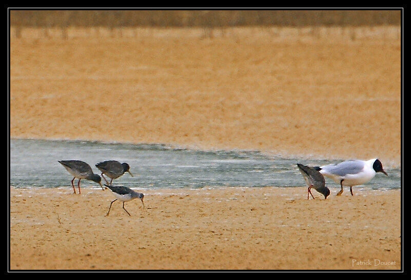 Marsh Sandpiper