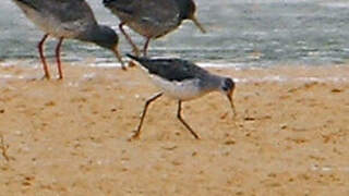 Marsh Sandpiper