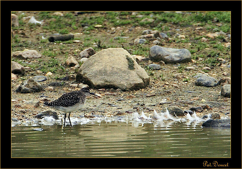 Wood Sandpiper