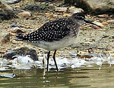 Wood Sandpiper