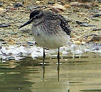 Wood Sandpiper