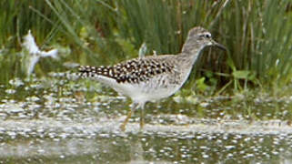 Wood Sandpiper