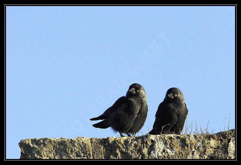 Western Jackdaw