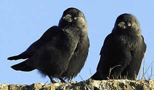 Western Jackdaw
