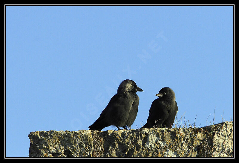 Western Jackdaw