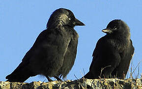 Western Jackdaw