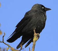 Western Jackdaw