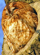 Tawny Owl