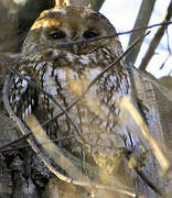 Tawny Owl