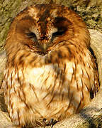 Tawny Owl