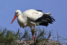 Cigogne blanche