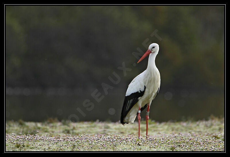 White Stork