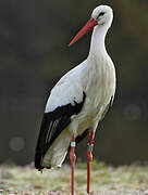 White Stork