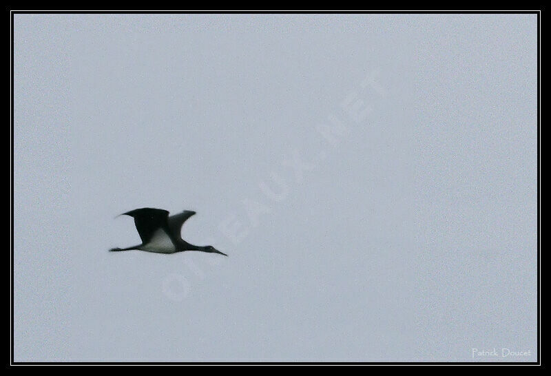 Black Stork