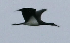 Black Stork