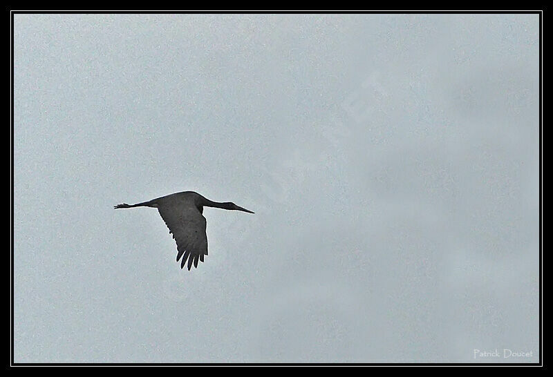 Cigogne noire