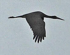 Black Stork