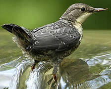 White-throated Dipper