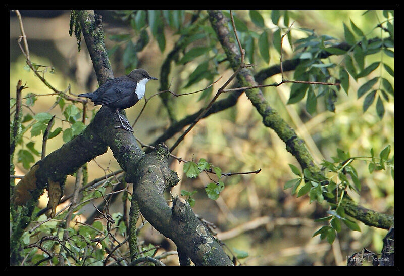 White-throated Dipperadult