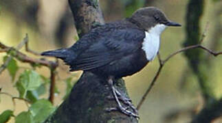 White-throated Dipper