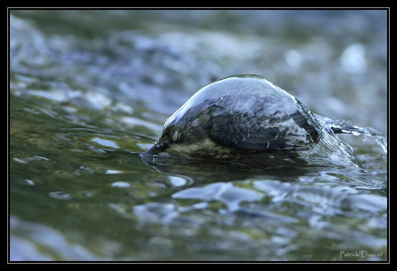 White-throated Dipper